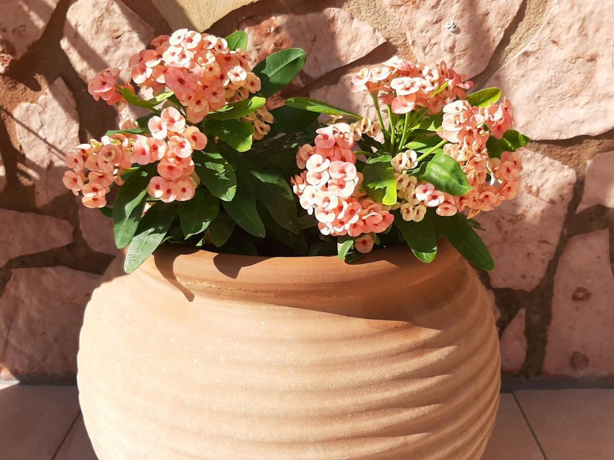 Aloe Villa Chania Crete ゲオルギオポリス エクステリア 写真