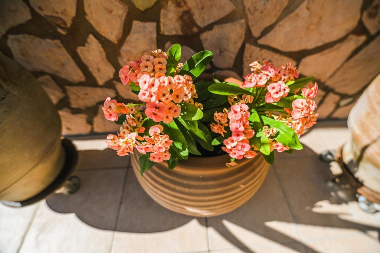 Aloe Villa Chania Crete ゲオルギオポリス エクステリア 写真